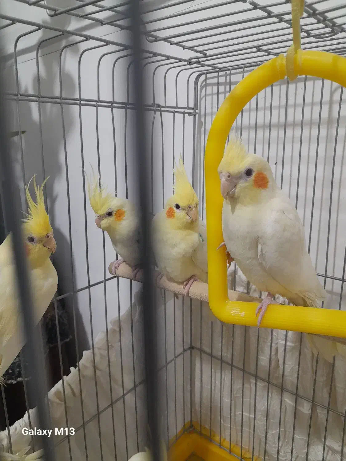 عروس هلندی|پرنده|بروجرد, |دیوار