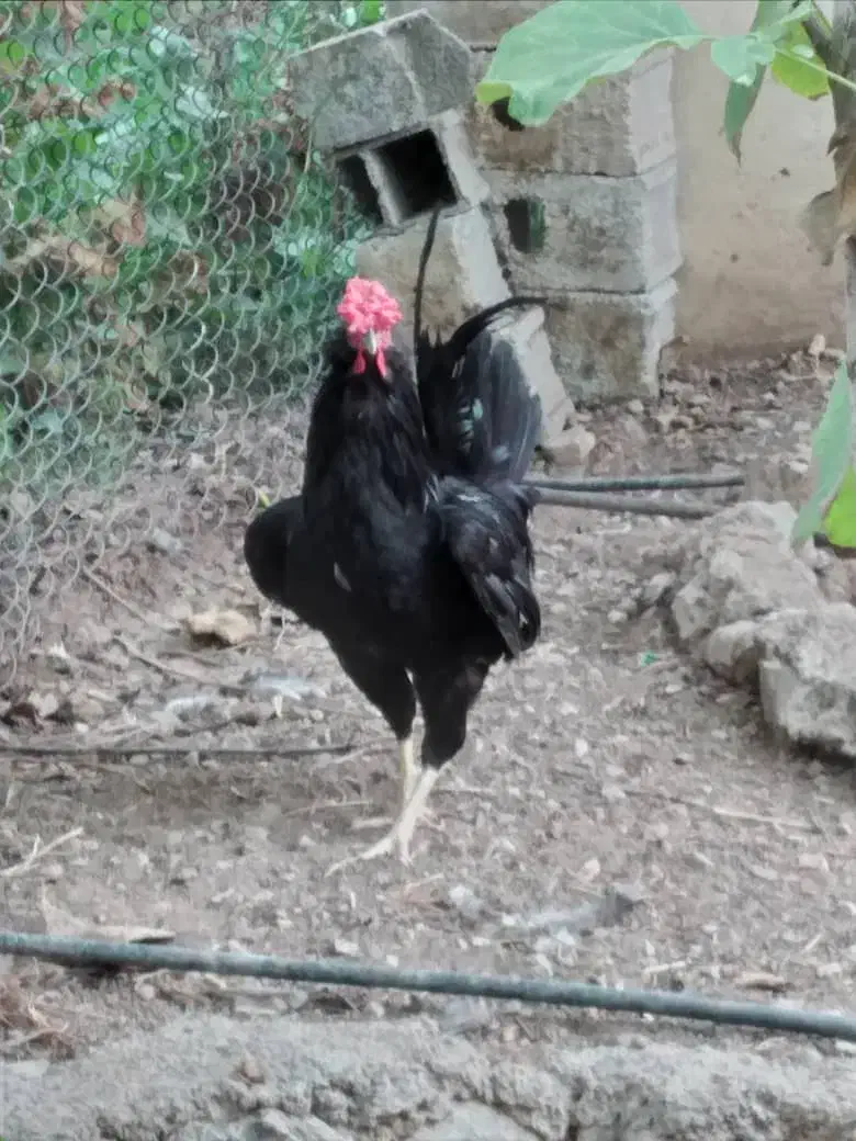 تخم مرغ نطفه دار گلین|حیوانات مزرعه|تهران, آشتیانی|دیوار