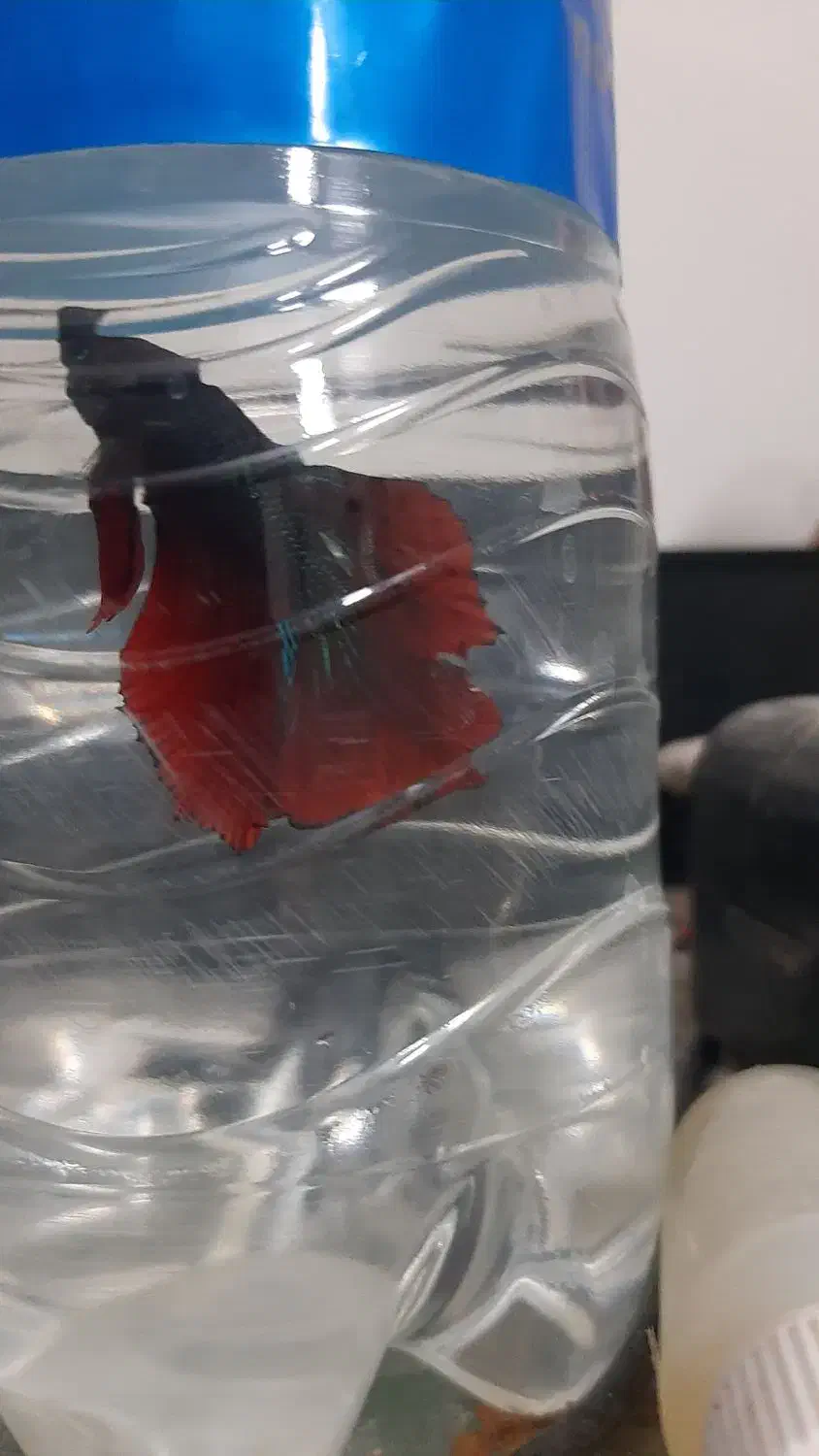 ماهی فایتر|ماهی|شاهین‌شهر, گرگاب|دیوار