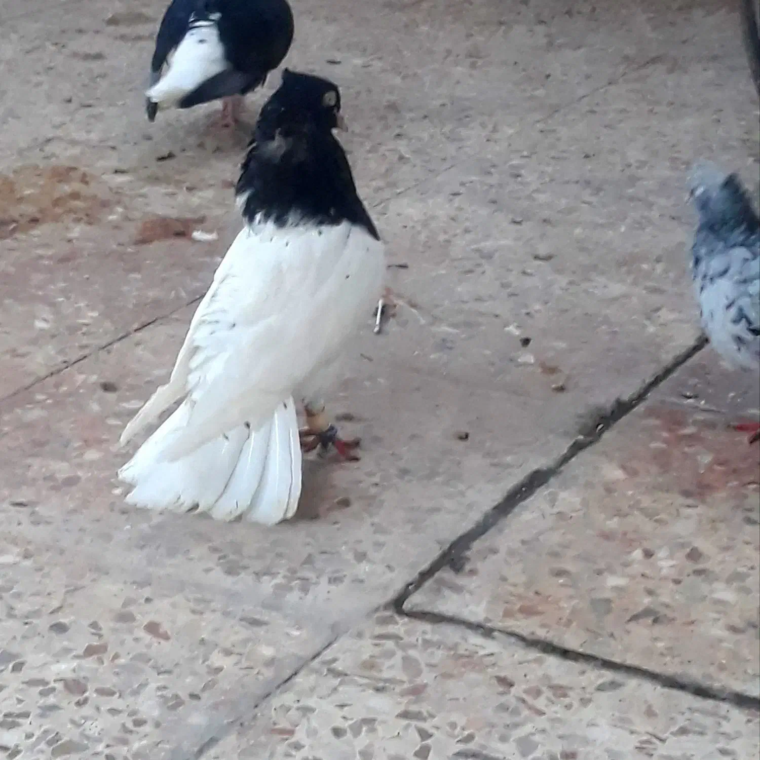 فروش جفت کله سیاه یاهمون کله اهوازی|پرنده|کارون, |دیوار