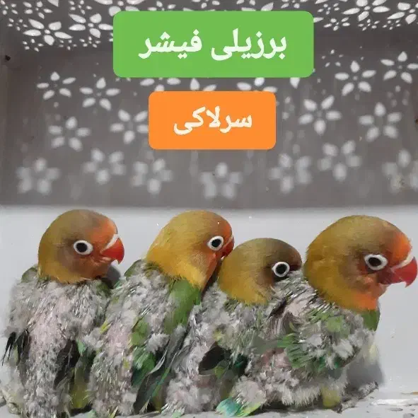 برزیلی فیشر سبز سرلاکی و معمولی هولویی دانخور|پرنده|اسدآباد, |دیوار