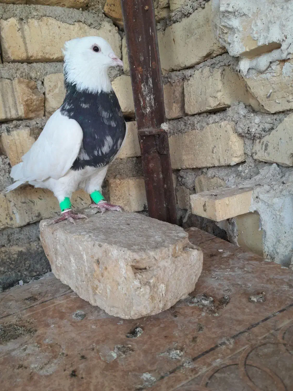 کفتر طوقی دم سبز دم سوسنی|پرنده|شیراز, تل حسین‌آباد|دیوار