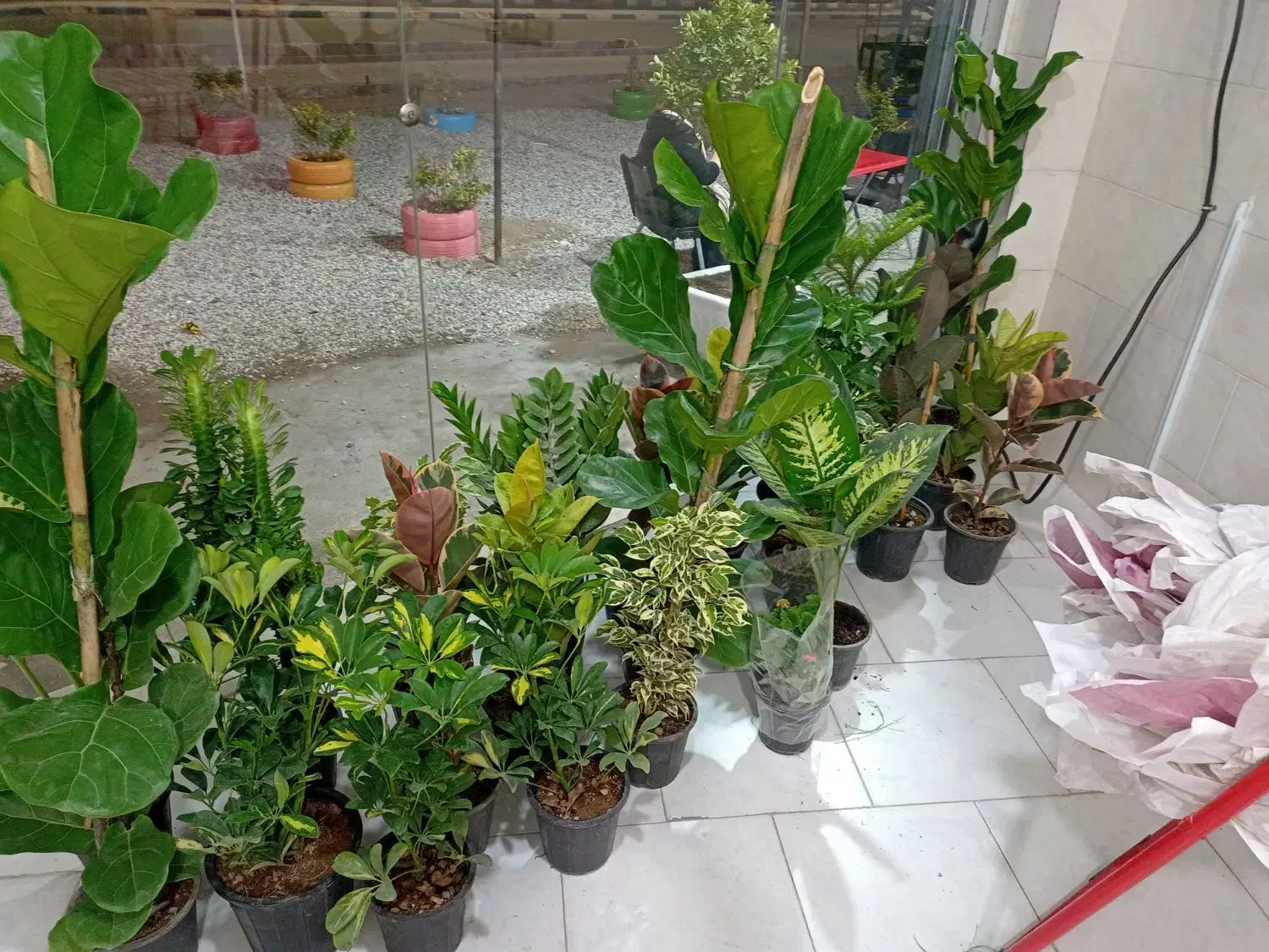 گل و گیاه آپارتمانی|گل و گیاه طبیعی|شاهین‌شهر, خانه کارگر|دیوار