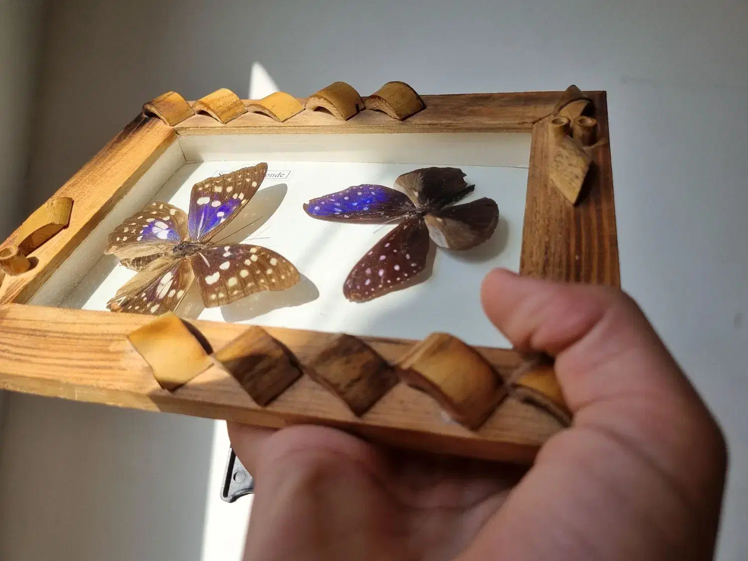 تابلو پروانه طبیعی|تابلو، نقاشی، عکس|تهران, صادقیه|دیوار