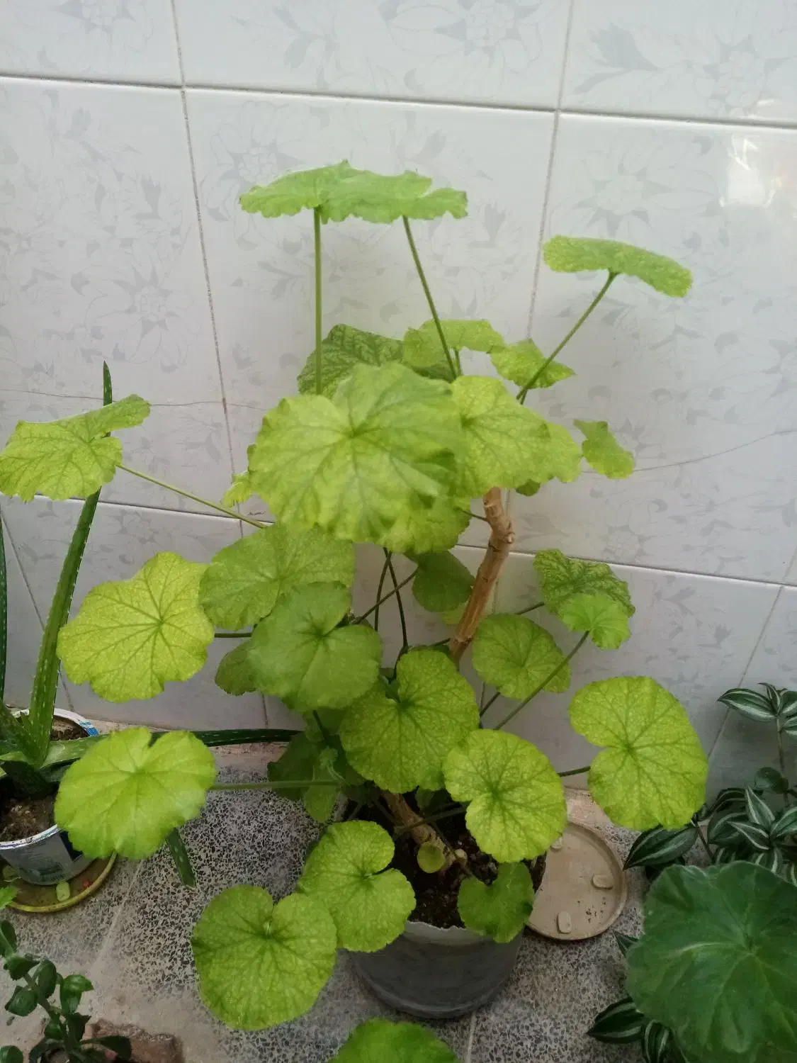 2تل گل باهم|گل و گیاه طبیعی|نهاوند, |دیوار