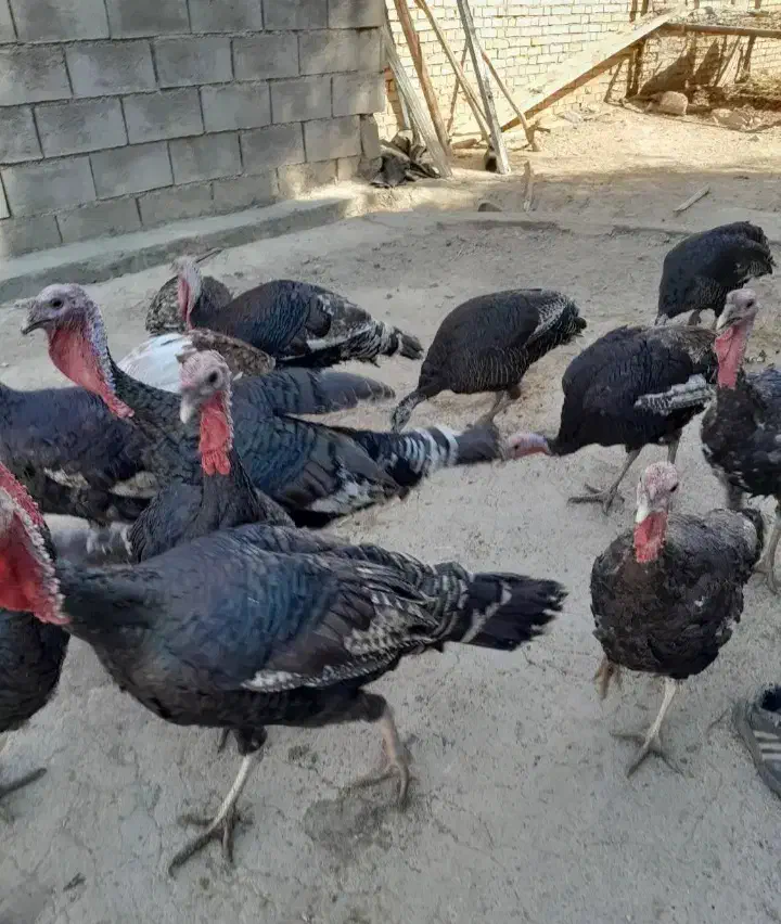 بوقلمون برنز  و بوربون امریکایی|حیوانات مزرعه|اقلید, |دیوار