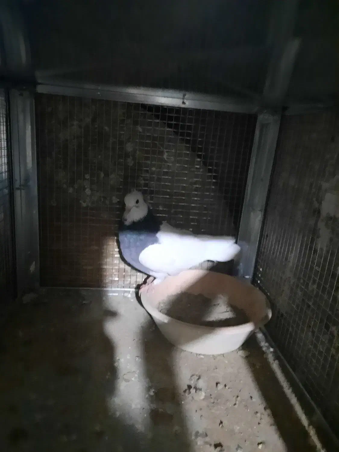 طوقی نرو ماده|پرنده|شیراز, رکن‌آباد|دیوار