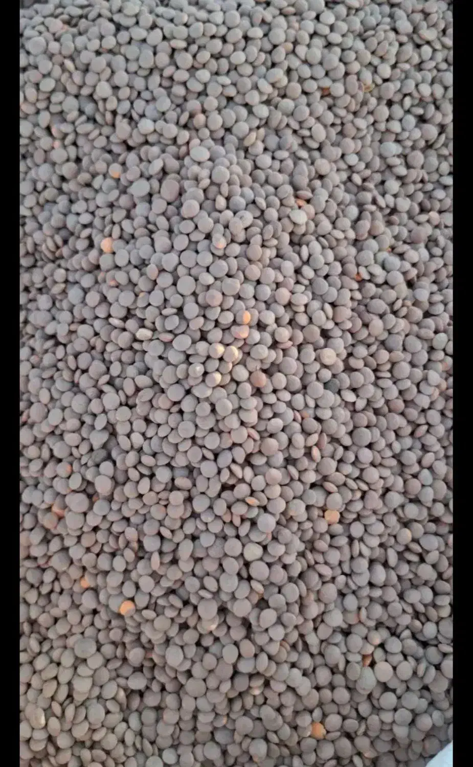 قیمت عمده|عمده‌فروشی|هرسین, |دیوار