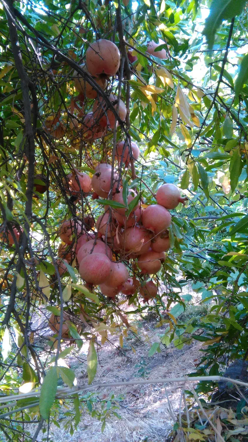 رب اصل هورامان|خوردنی و آشامیدنی|پاوه, |دیوار