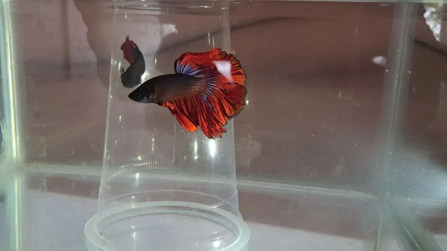 فروش فایتر هافمون نر وماده با کیفیت وتنوع بالا|ماهی|هشتگرد, هشتگرد قدیم|دیوار