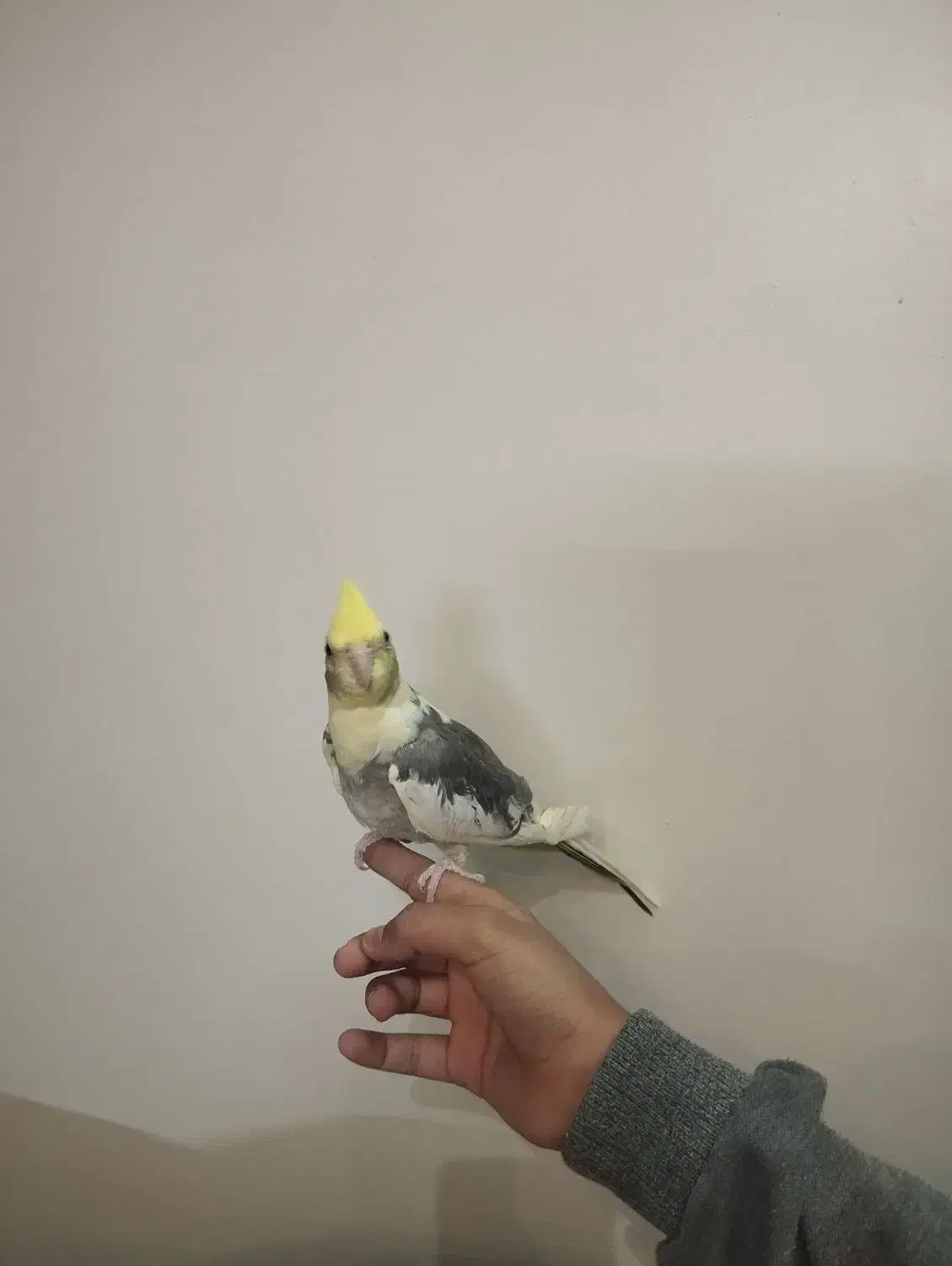 جوجه عروس سه ماهه|پرنده|شاهینشهر, گرگاب|دیوار