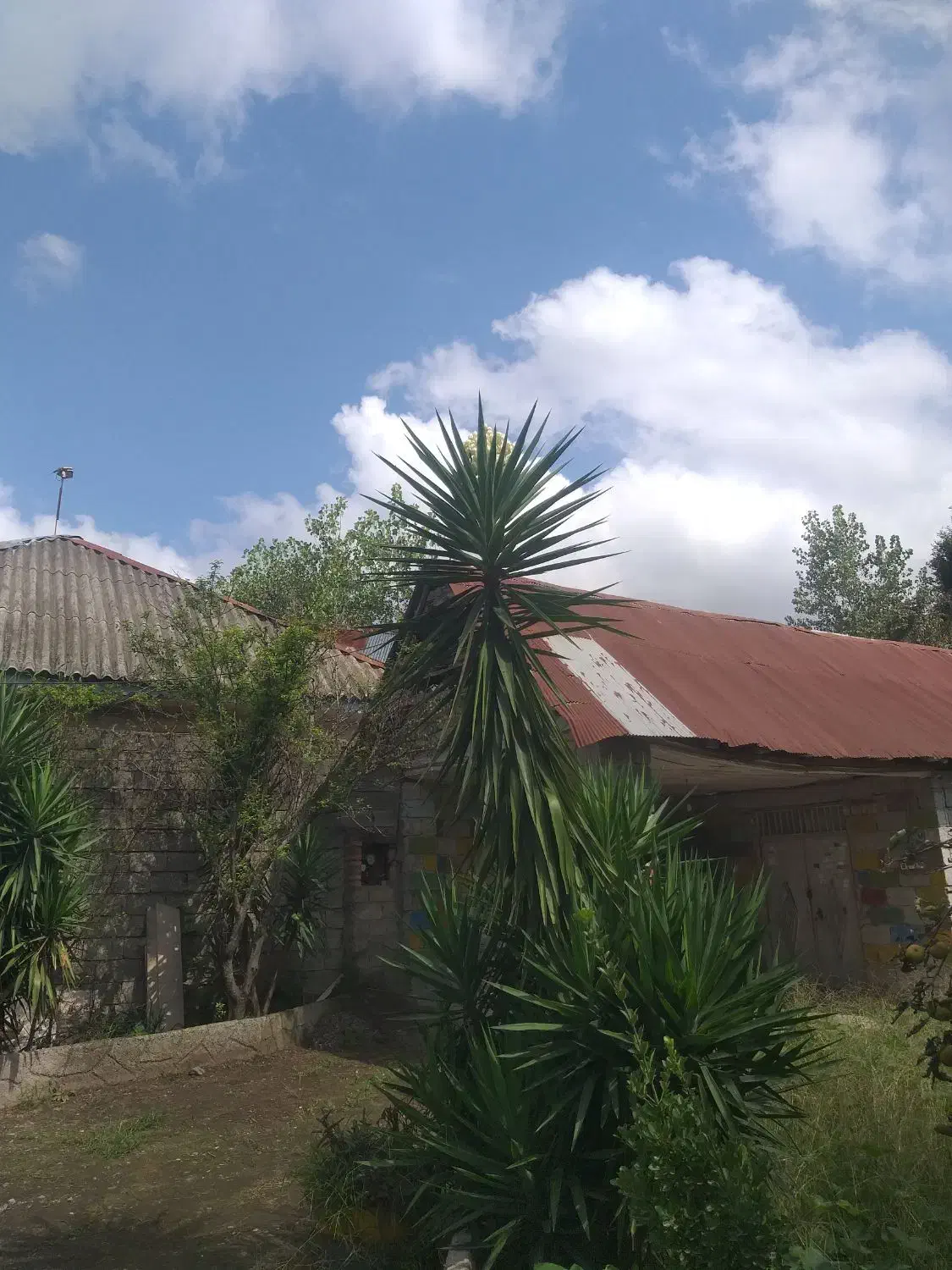 گل یوکا۳متری|گل و گیاه طبیعی|سنگر, |دیوار