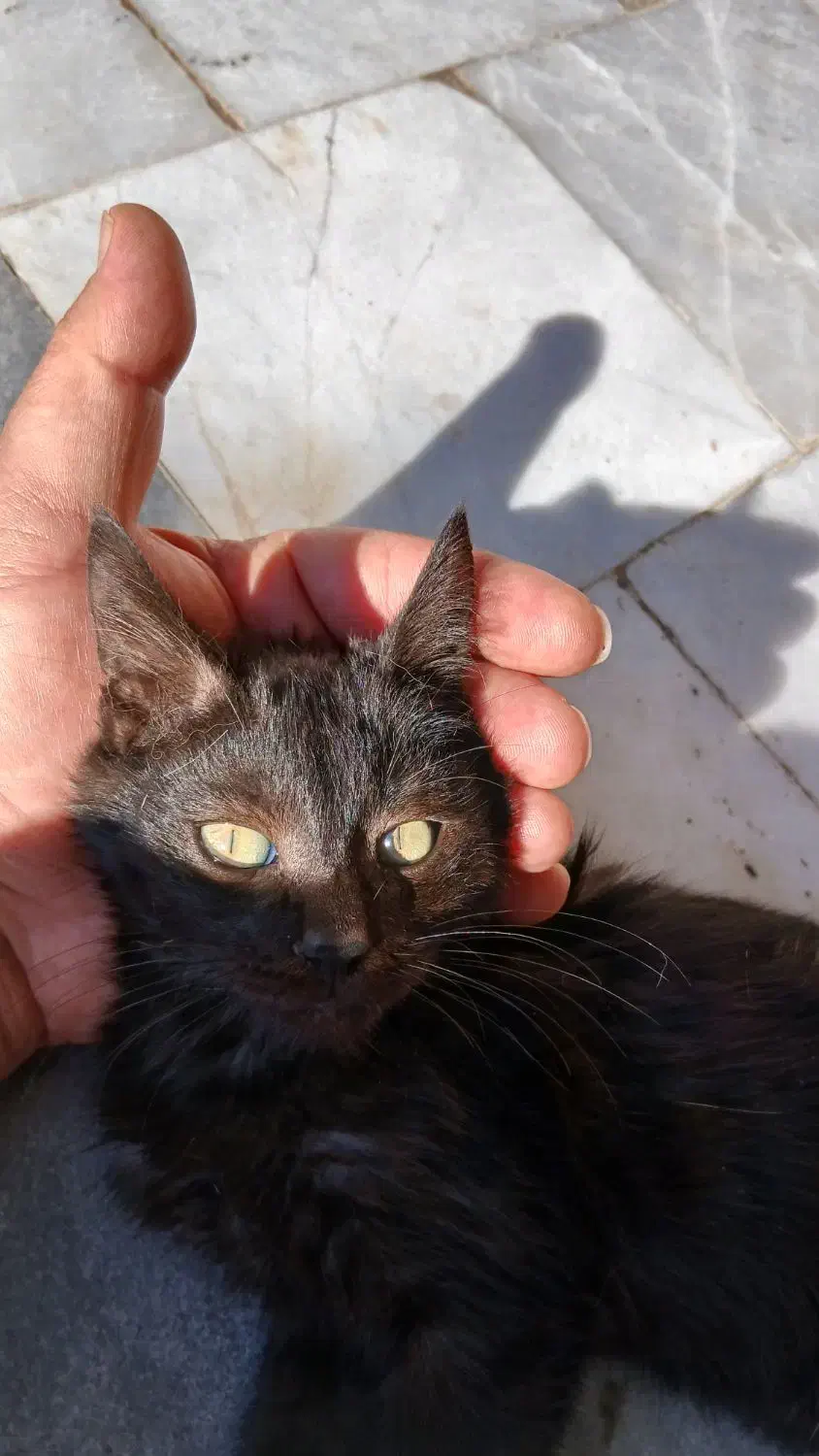 بچه گربه|گربه|گرگان, |دیوار