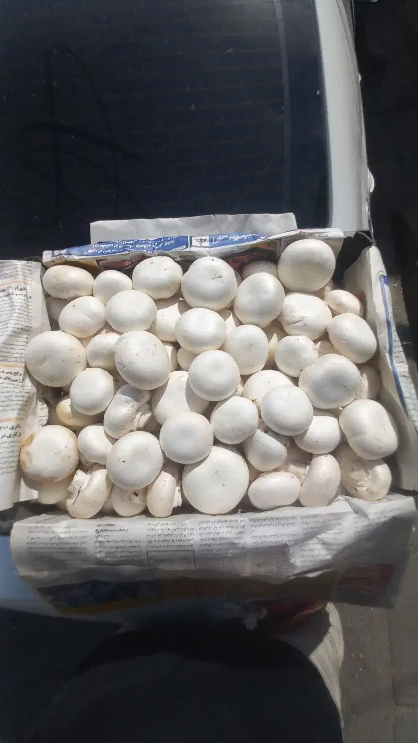 فروش عمده قارچ دکمه ای با کیفیت بالا|خوردنی و آشامیدنی|اصفهان, ارغوانیه|دیوار