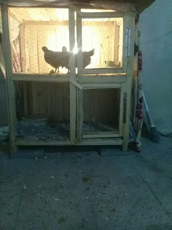 کجه دوطبقه بزرگ سالم و بدوم شکستگی|لوازم جانبی حیوانات|قم, پامنار|دیوار