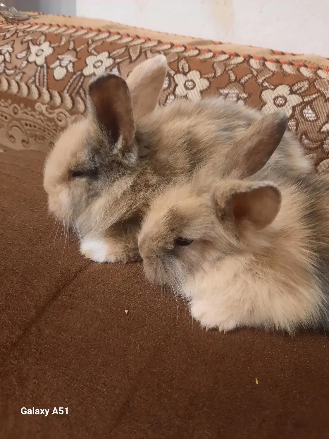 خرگوش لوپ و جرسی|موش و خرگوش|بوشهر, |دیوار