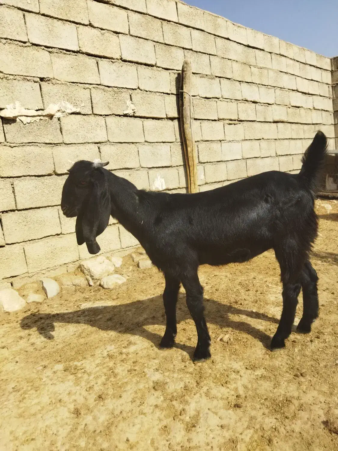 تیشتر افغانی اصلی بشرط از همه لحاظ|حیوانات مزرعه|مسجد سلیمان, |دیوار