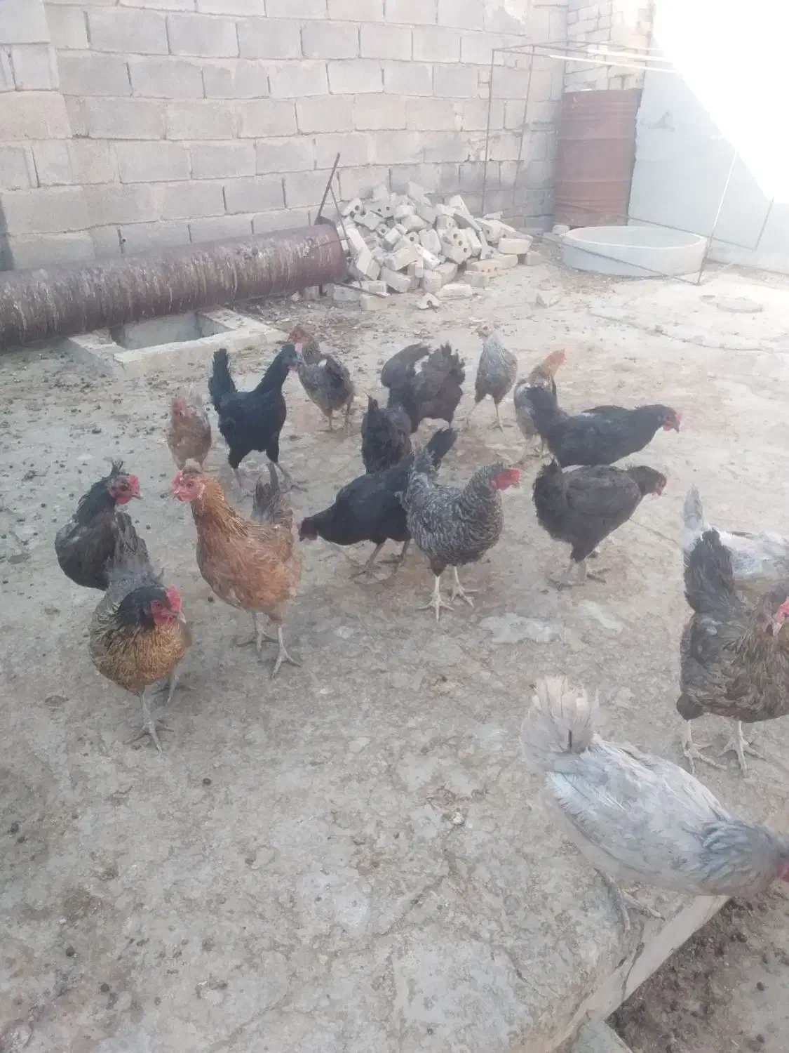فروش مرغ محلی اصل جوان تخم گزار|حیوانات مزرعه|کوهنجان, |دیوار
