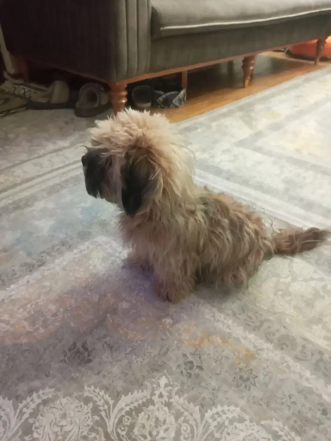 سگ شیترو پول ۷ماهه|سگ|کرمان, |دیوار