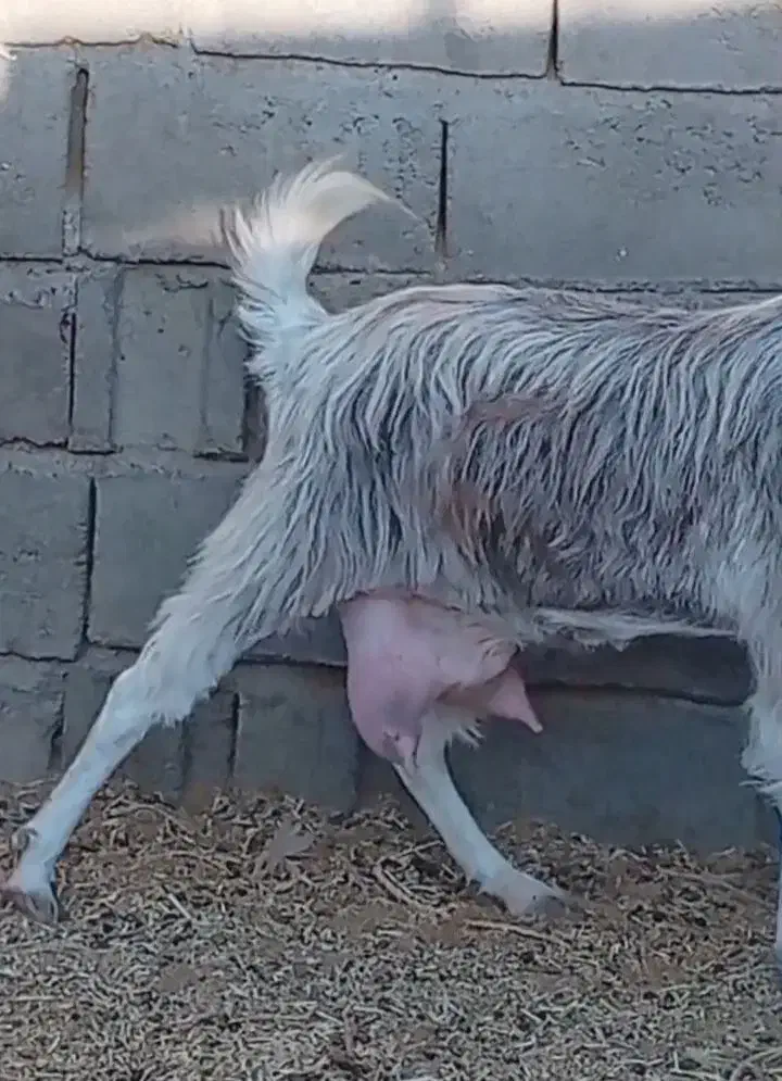 فروش بز شیرا|حیوانات مزرعه|بردسکن, |دیوار