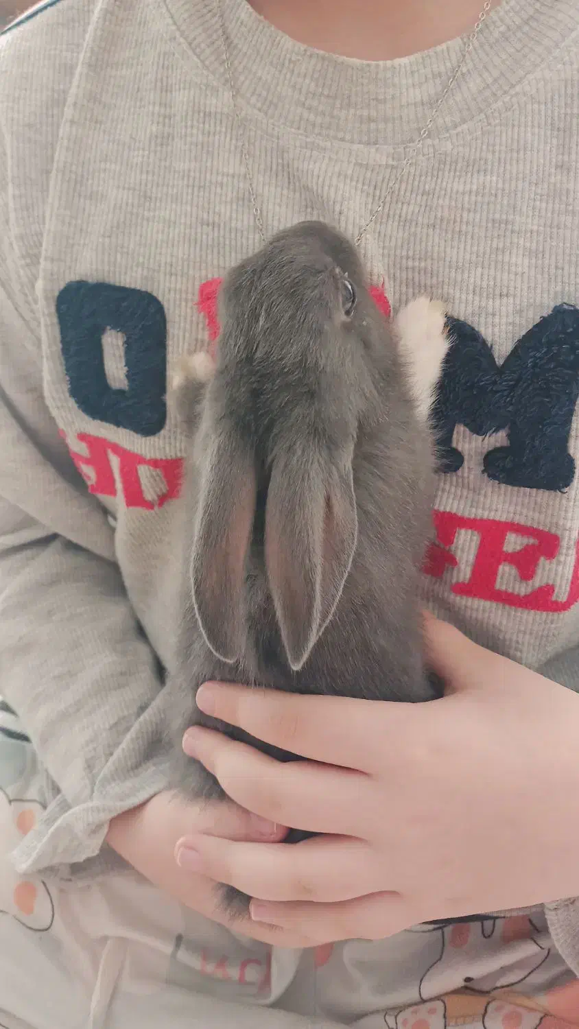 بچه خرگوش بغلی وآروم|موش و خرگوش|بانه, |دیوار