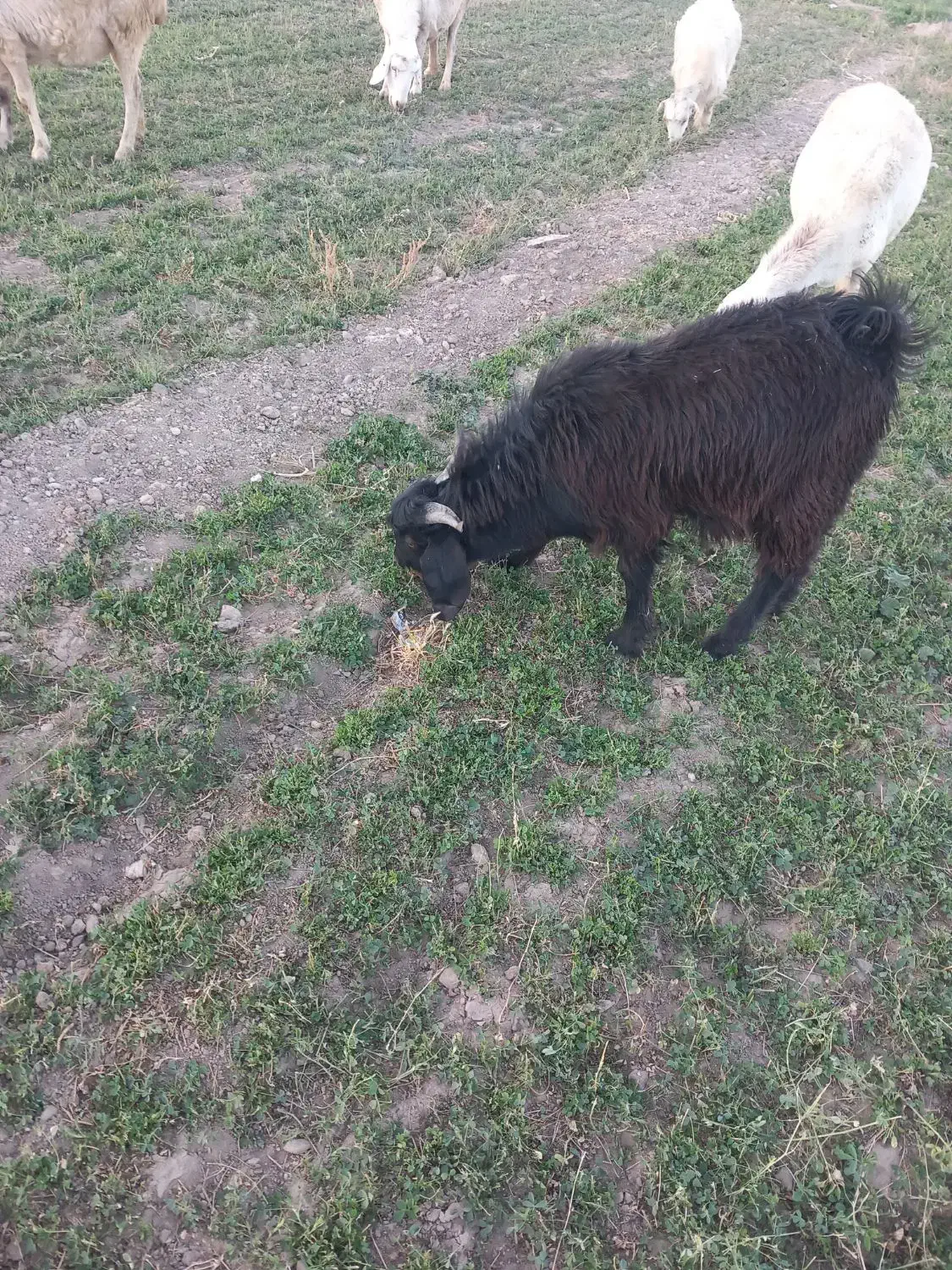 نر بزبزغاله ۷ماهه وزن حدود۳۰|حیوانات مزرعه|سنقر, |دیوار