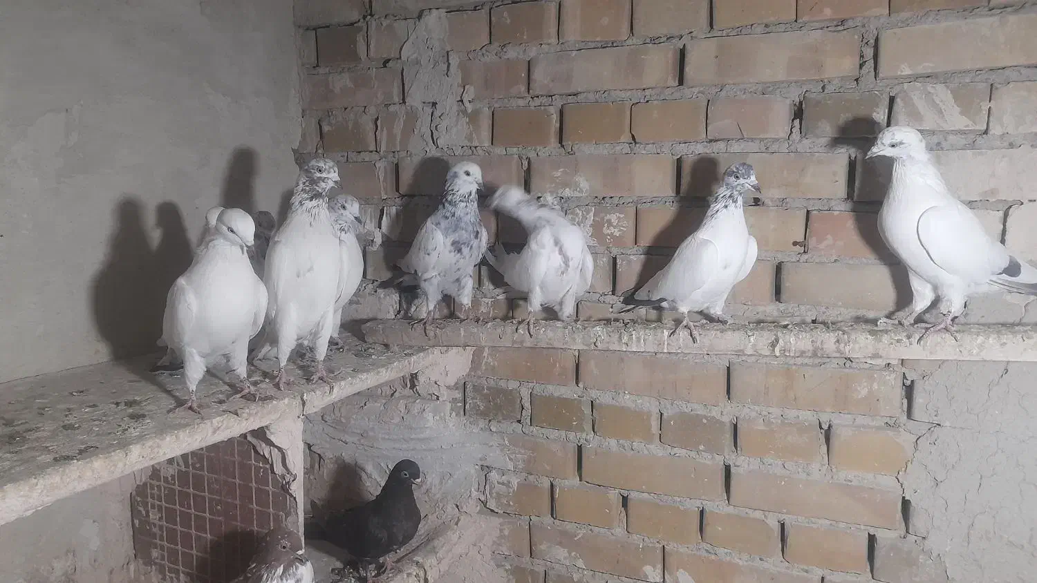 کبوتر|پرنده|ارومیه, |دیوار