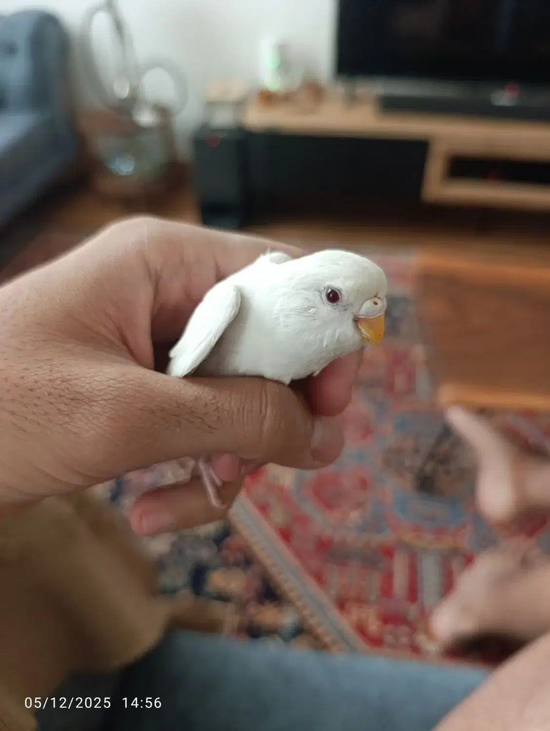 مرغ عشق سفید نر|پرنده|شیراز, شهرک مهدیه|دیوار