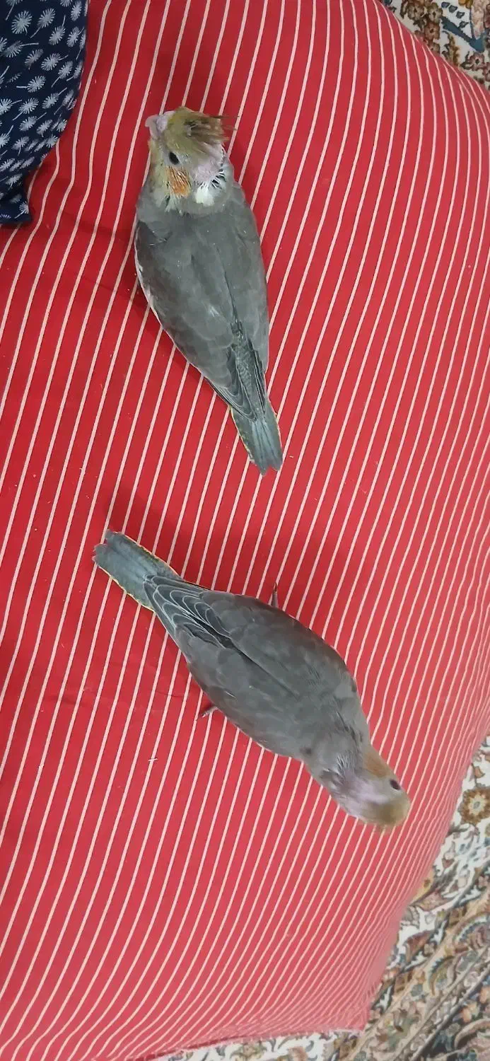 عروس هلندی به شرط سالمی|پرنده|قم, بلوار امین و ساحلی|دیوار