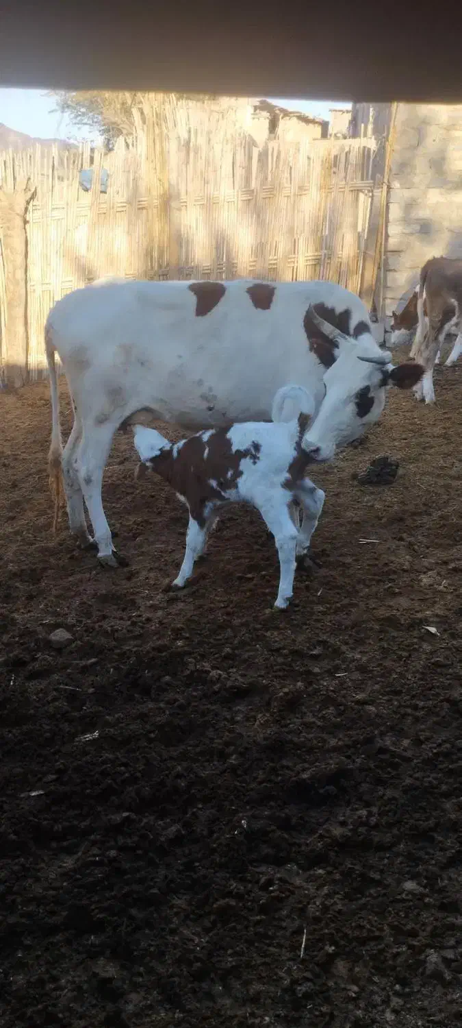 گاو|حیوانات مزرعه|فراغی, |دیوار