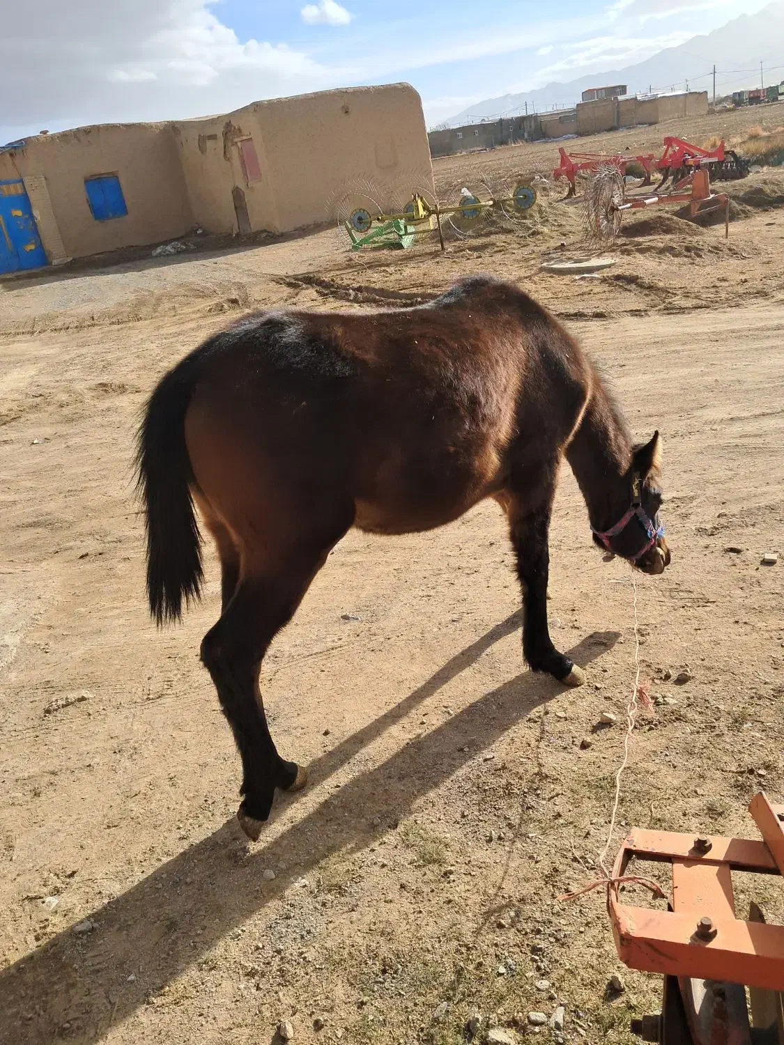 کره اسب مادیان|اسب و تجهیزات اسب‌سواری|قروه, |دیوار