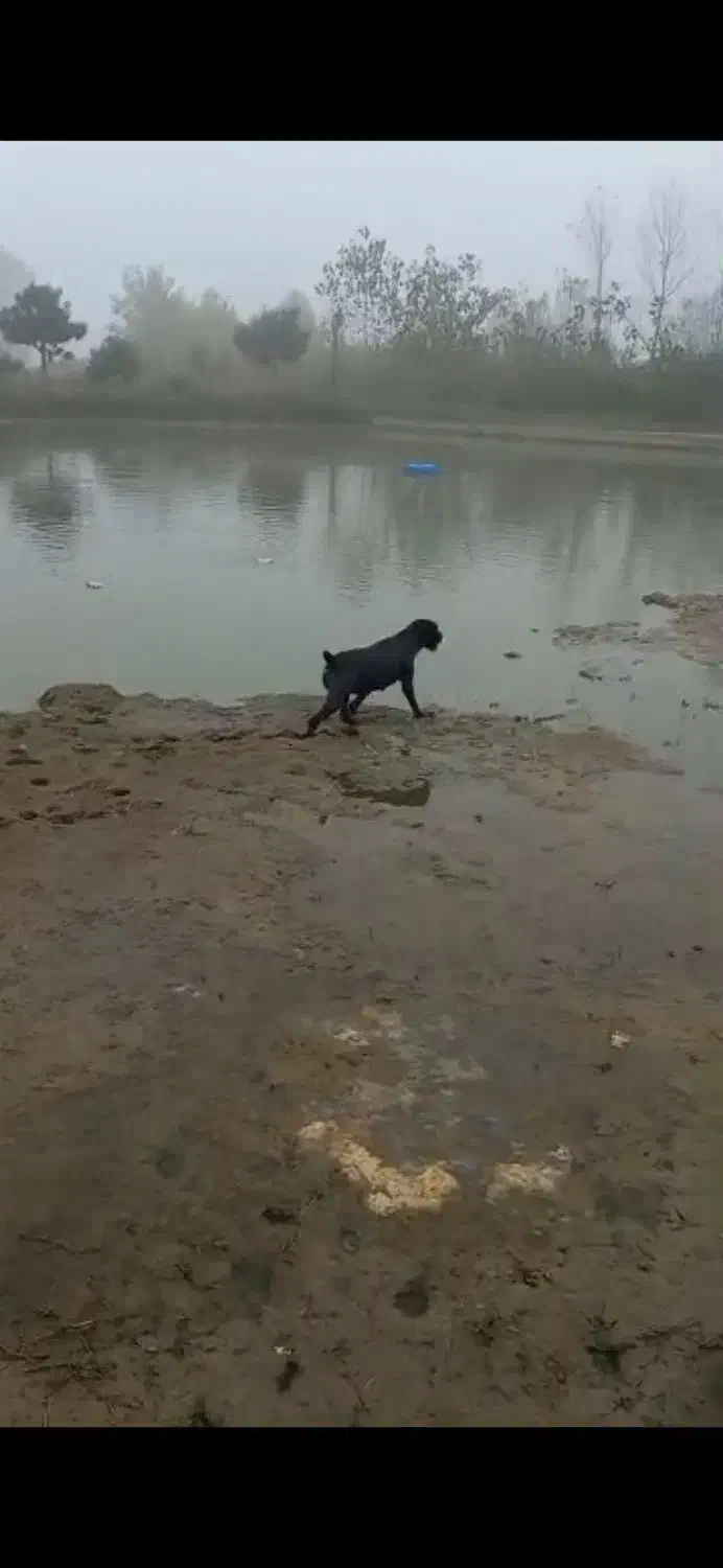 سگ شکاری گمشده|حیوانات|آستانه اشرفیه, |دیوار