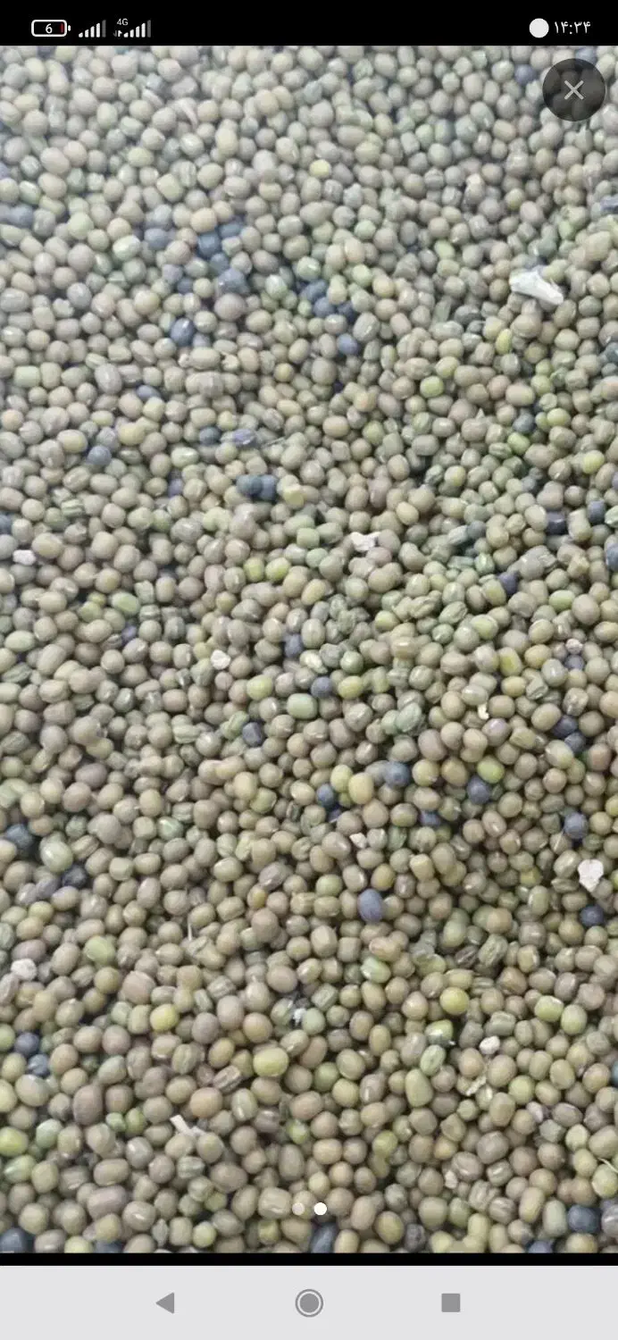 ماش ارتشی|خوردنی و آشامیدنی|دره شهر, |دیوار