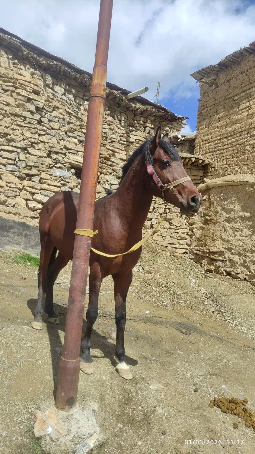 اسب|اسب و تجهیزات اسب‌سواری|مریوان, |دیوار