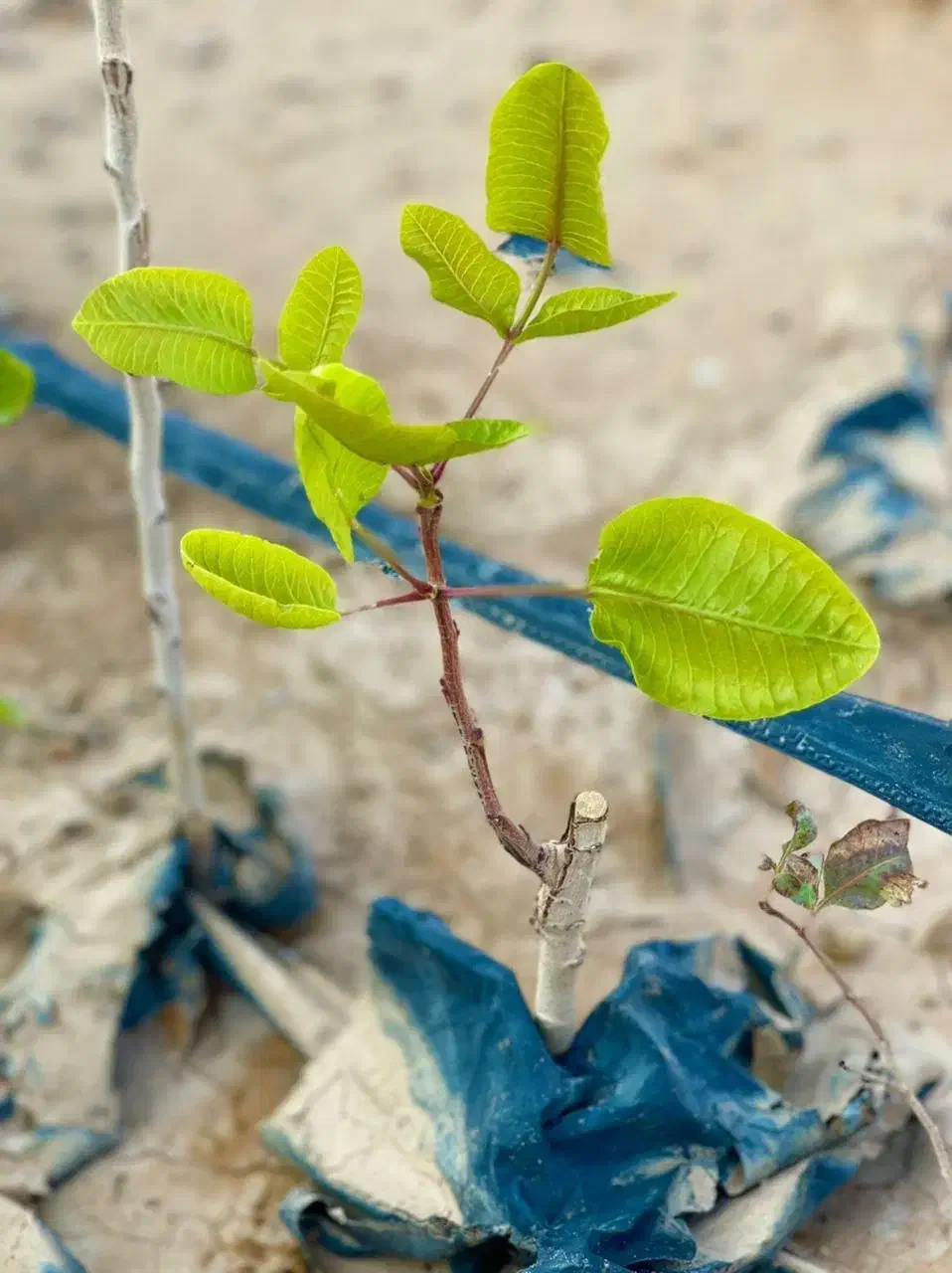 نهال پسته گلدانی آمریکایی|خدمات باغبانی و درختکاری|کرمان, |دیوار
