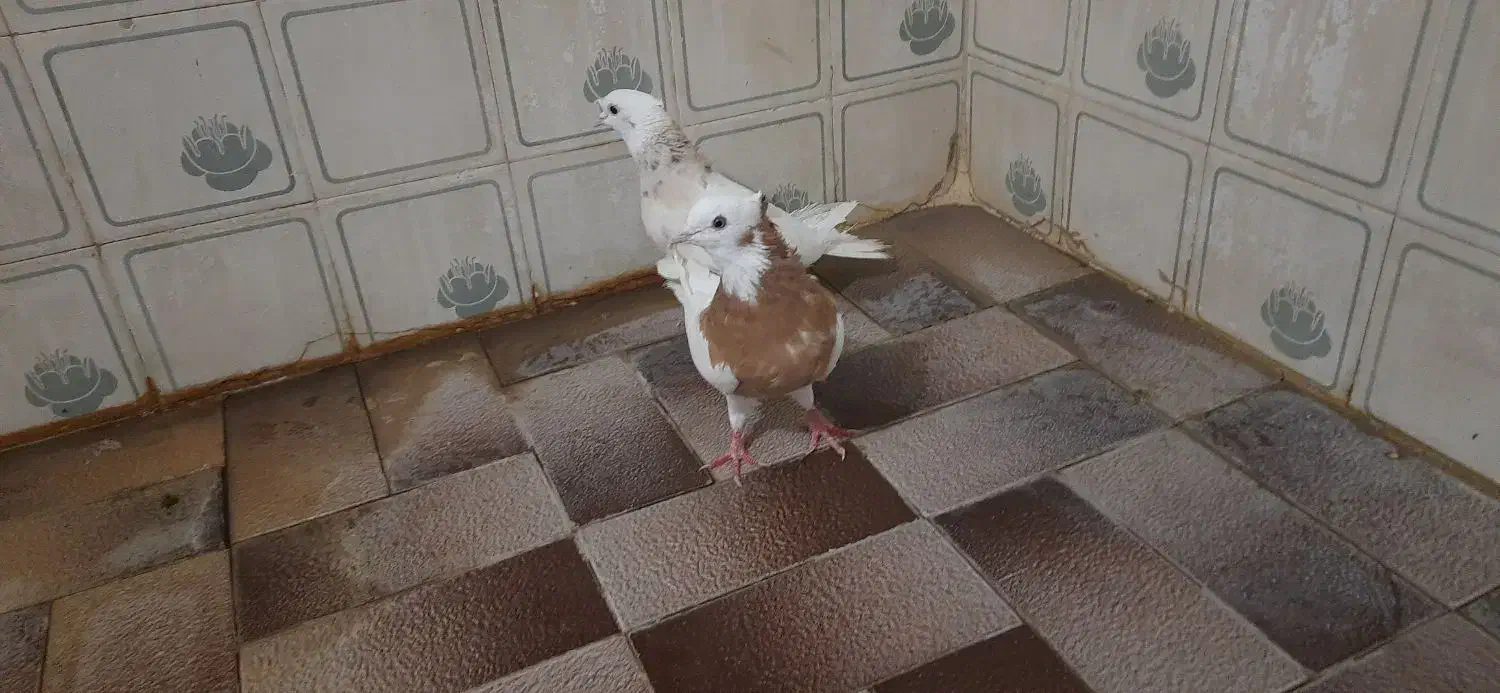 جفت سینه و طوقی|پرنده|شیراز, دشت چنار|دیوار