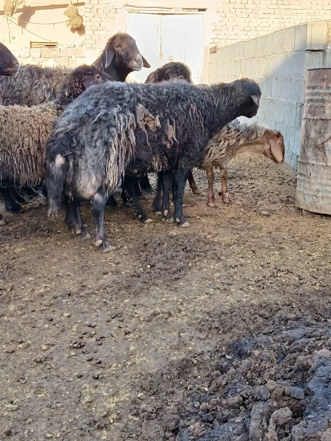 قوچ ۴دندان|حیوانات مزرعه|مشکان, |دیوار