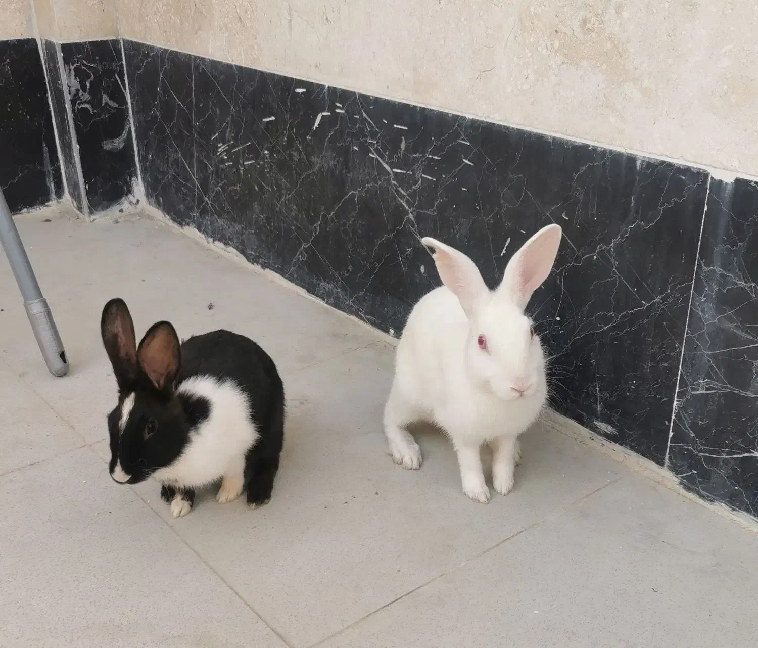 یک جفت خرگوش خانگی سیاە و سفید|موش و خرگوش|سنندج, |دیوار