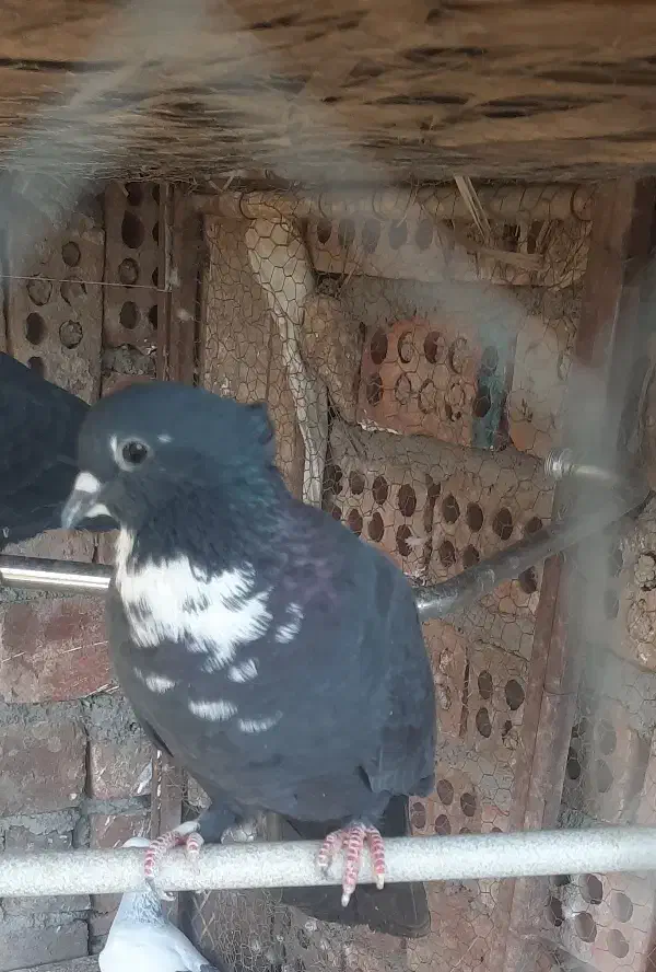 ماده سیاه ریش کلاهی|پرنده|زرند, |دیوار