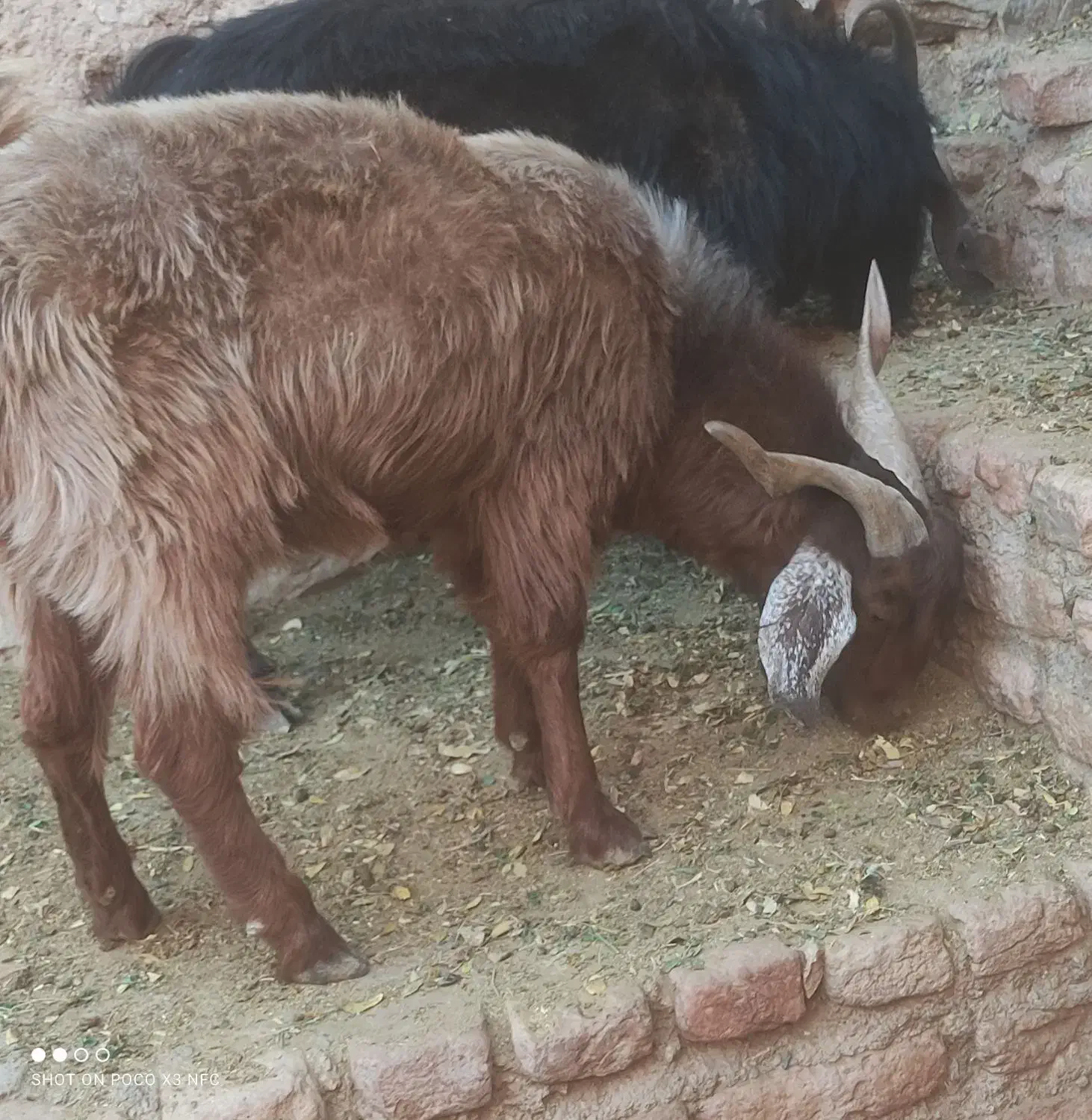 بزغاله نر ۲۸ کیلو|حیوانات مزرعه|گزیک, |دیوار