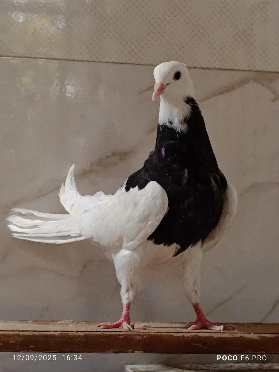 کفتر طوقی دونه 500|پرنده|مهریز, |دیوار