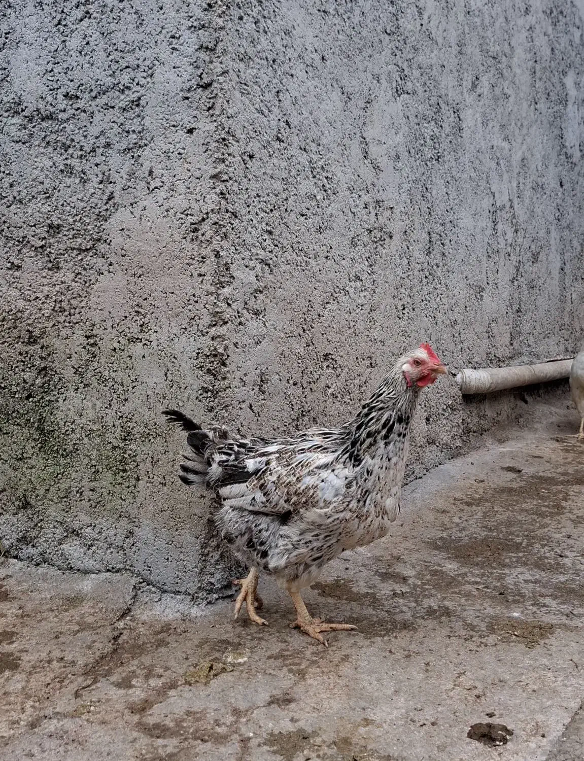 ۲۰ عدد مرغ محلی تخم گذار برای فروش|حیوانات مزرعه|رشت, حومه رشت|دیوار