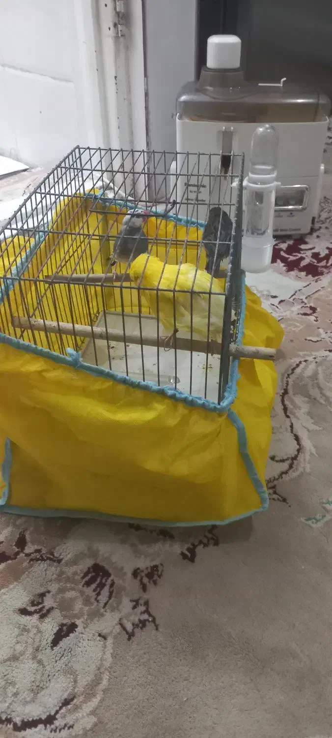 قناری نر ۳۰۰|پرنده|قم, شهرک امام حسین|دیوار