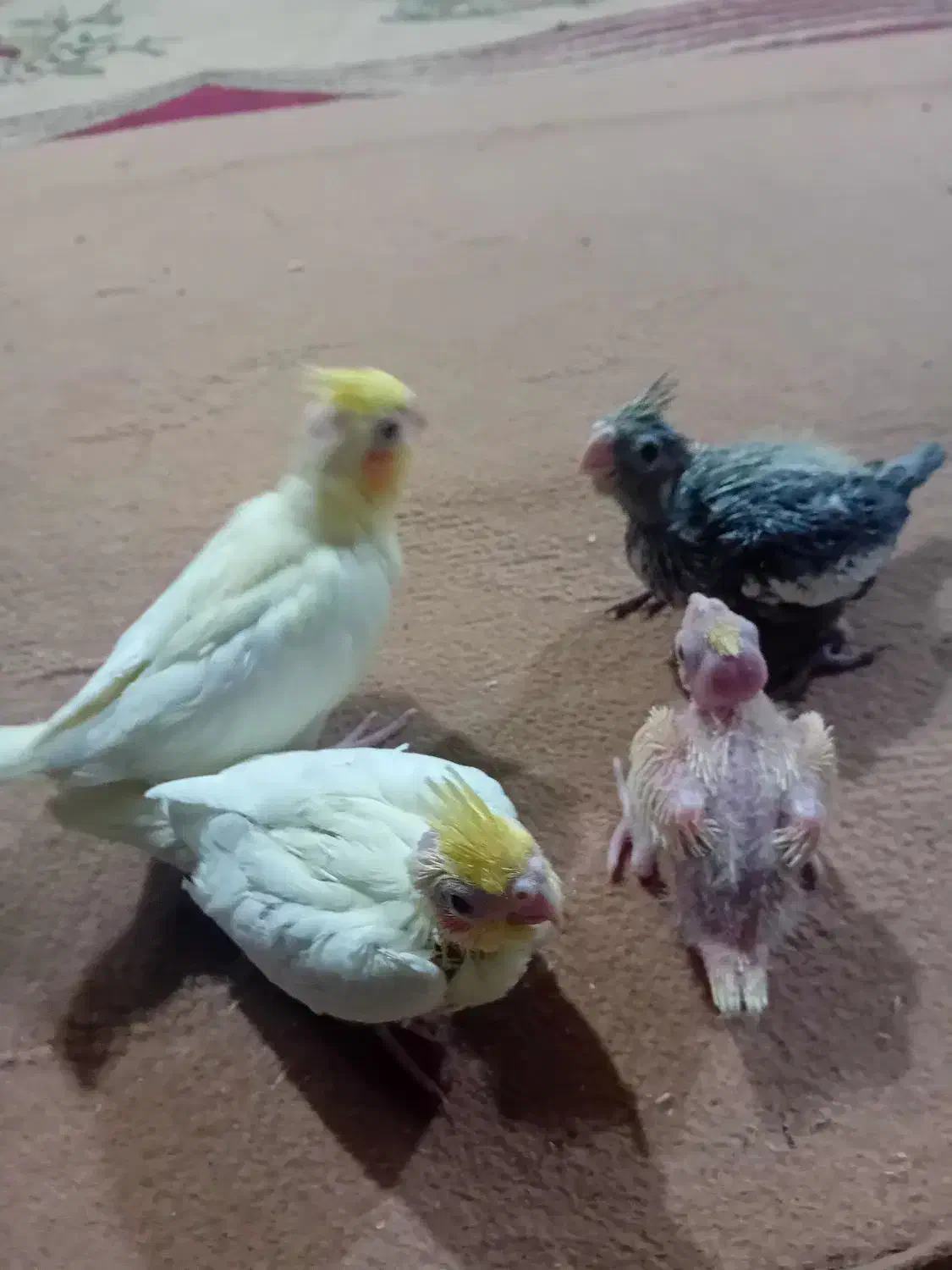 جوجه عروس هلندی|پرنده|مسجد سلیمان, |دیوار