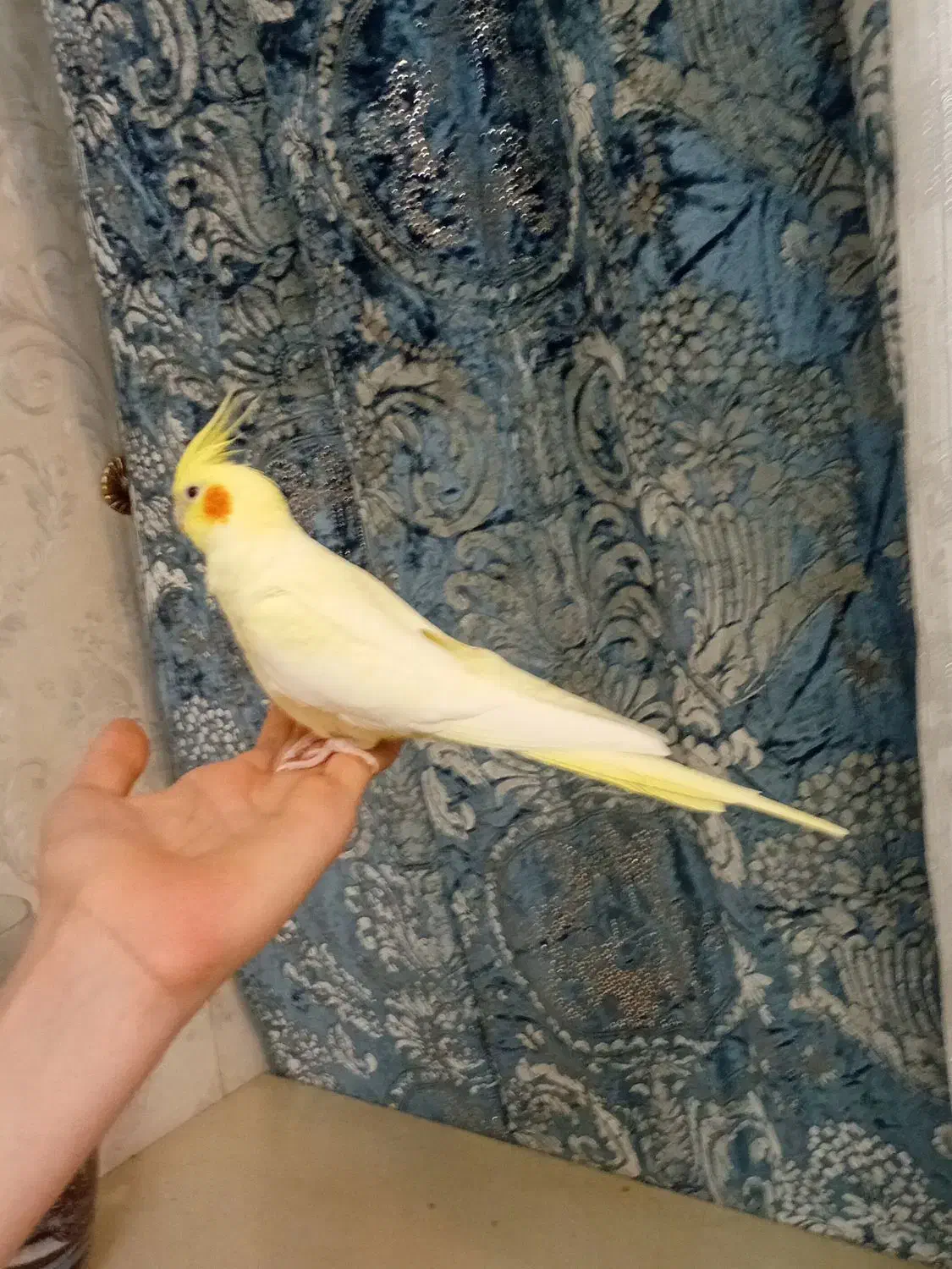 عروس هلندی لوتینو ماده رام ودستی|پرنده|قدس, شهر‌قدس|دیوار