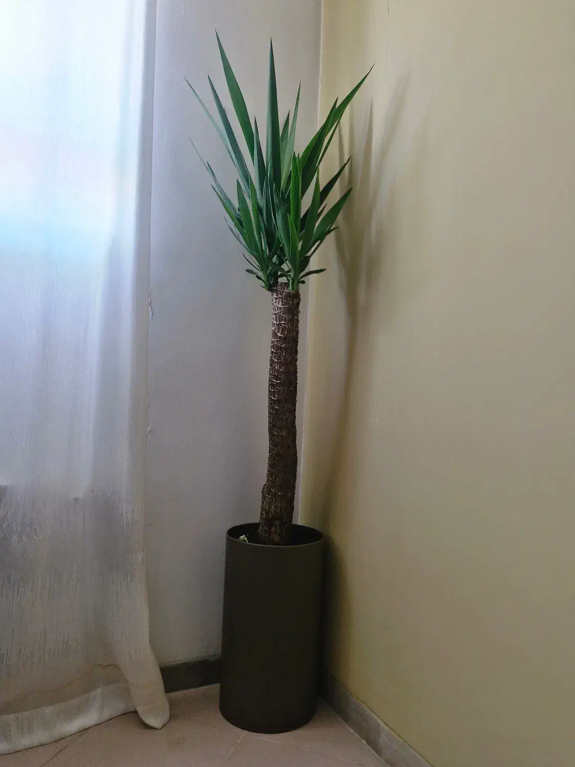 گیاه یوکا|گل و گیاه طبیعی|شیراز, محمودیه|دیوار