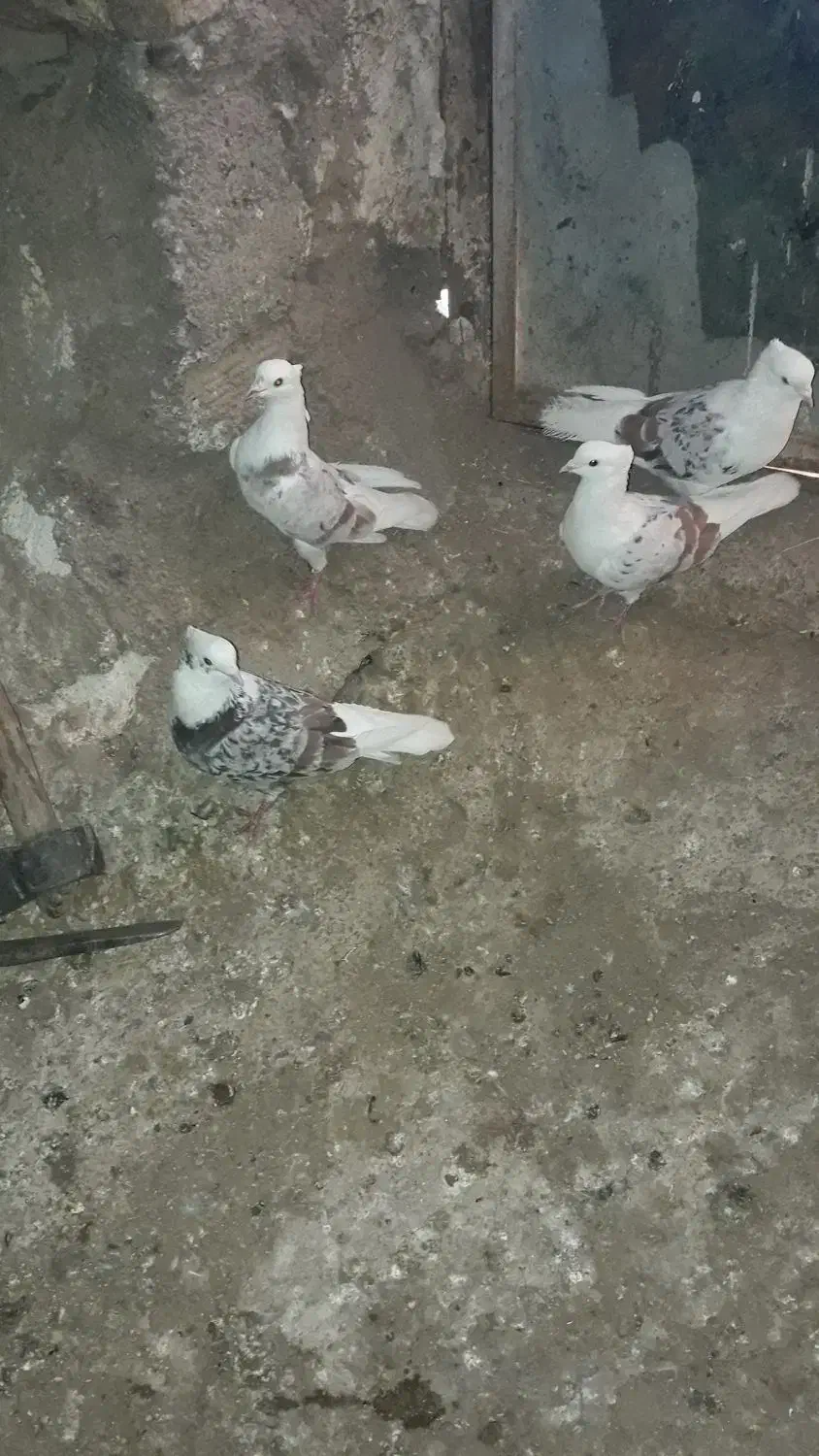 کبوتر نازار|پرنده|الشتر, |دیوار