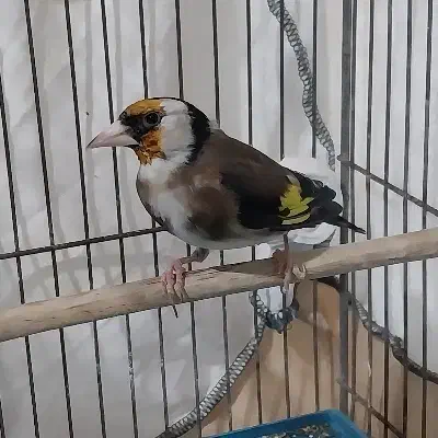 سهره|پرنده|اردبیل, |دیوار