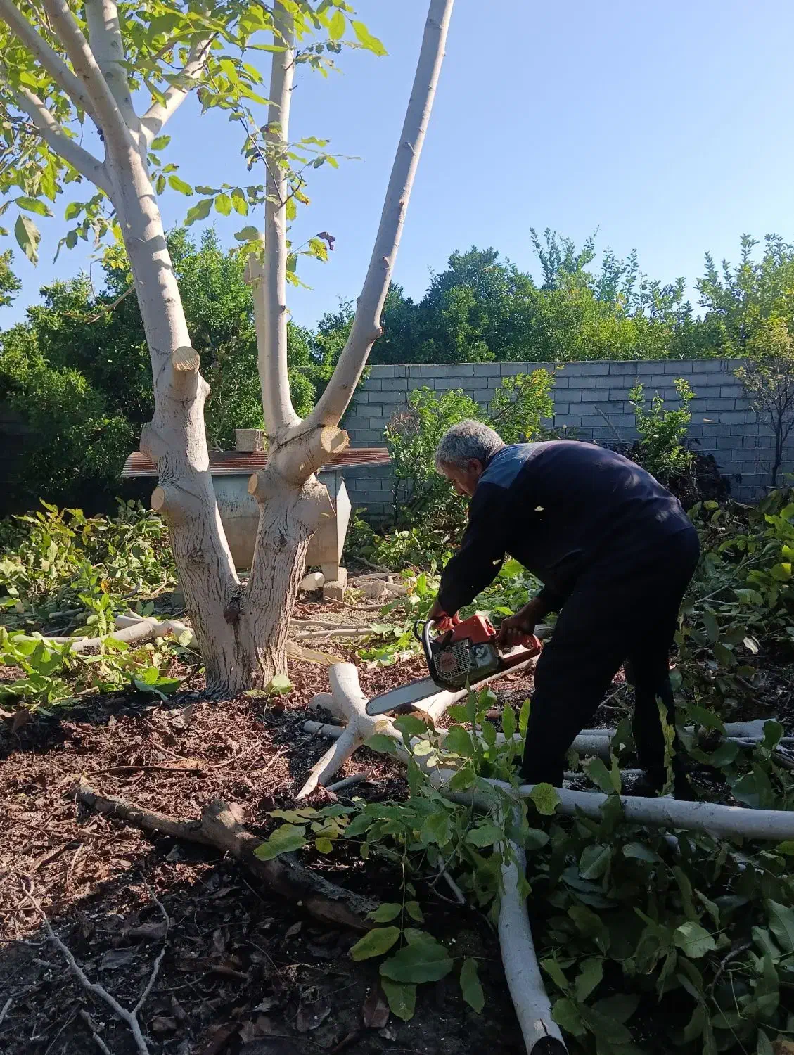 خرید انواع چوب های باغی|خدمات باغبانی و درختکاری|قائم‌شهر, |دیوار