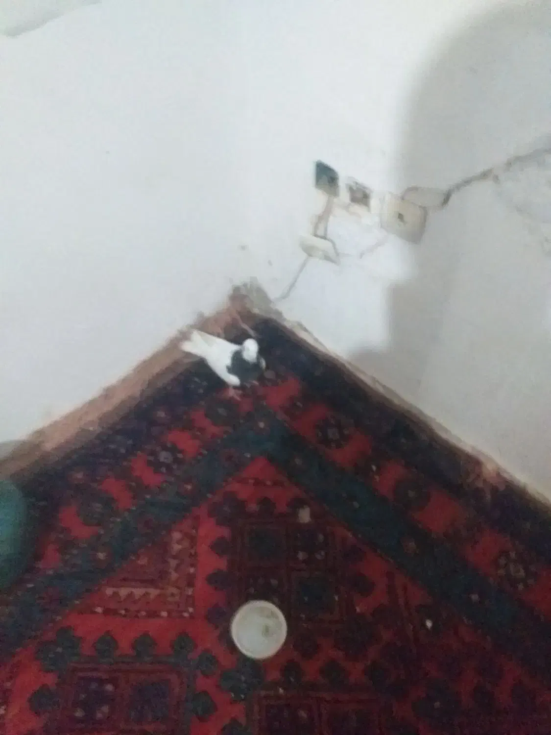 طوقی|پرنده|گرمخان, |دیوار